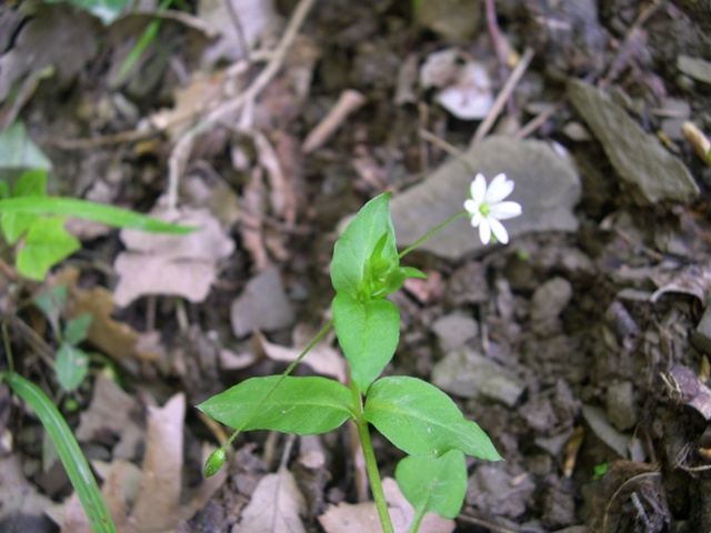 Stellaria media subsp. media